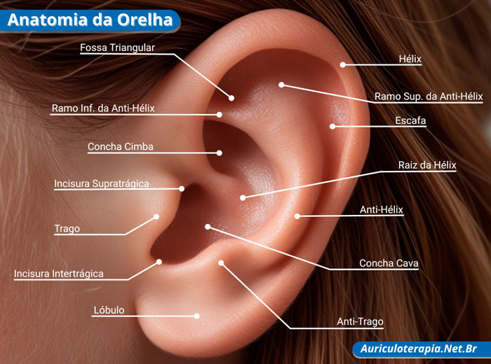 Anatomia da Orelha