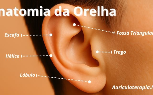 Anatomia da Orelha