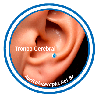 Ponto Tronco Cerebral