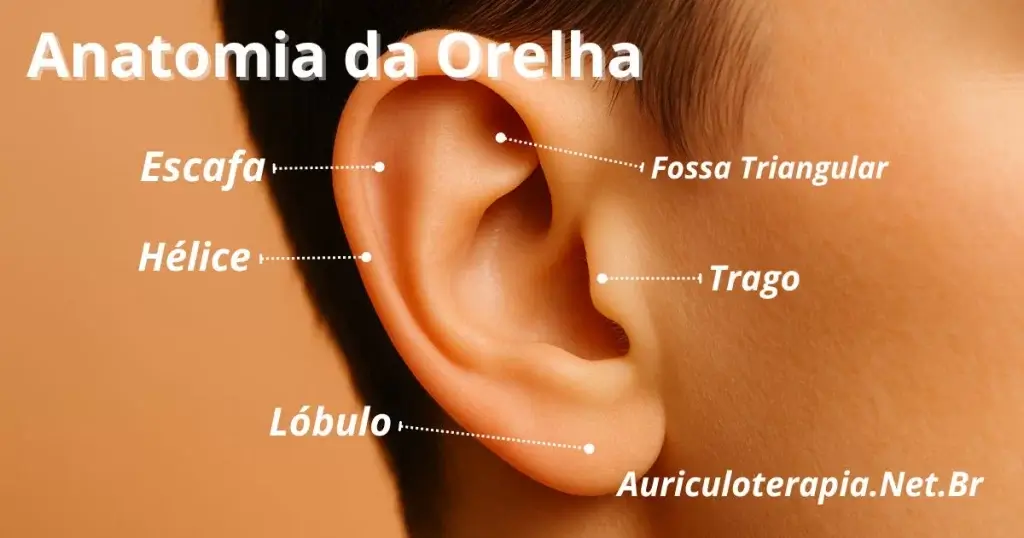 Anatomia da Orelha