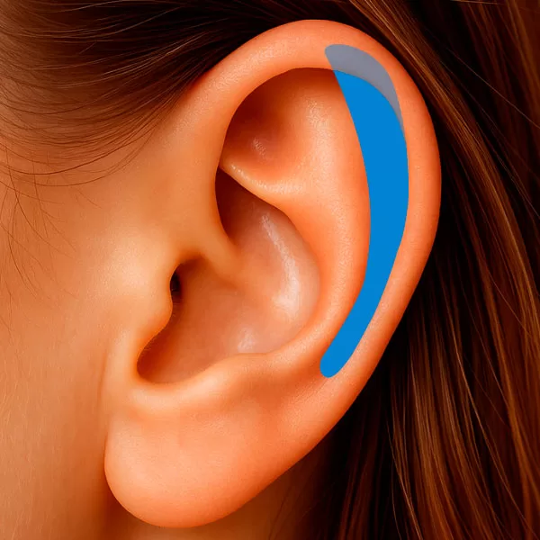 Região da Escafa ou Fossa Escafóide da orelha – região anatômica utilizada na auriculoterapia.