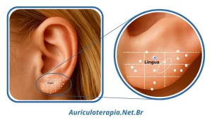 Ponto do Olho localizado no Lóbulo da orelha, utilizado na auriculoterapia para tratar distúrbios visuais.