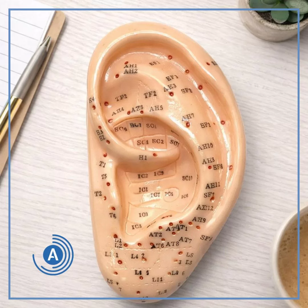 Modelo anatômico de orelha com pontos auriculares marcados usado na auriculoterapia clínica