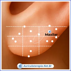 Maxilar